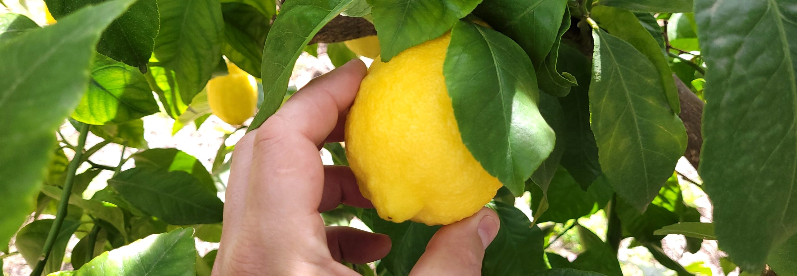 DESTILERÍA DE MADRID